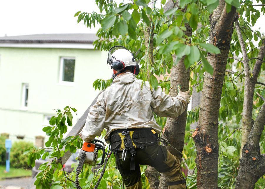 Tree trimming and pruning by Tree Service & Removal in Hazel Crest, IL