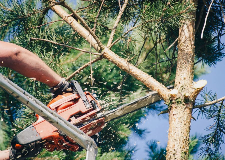 Tree trimming and pruning by Dade Pro Tree Service Llc in West Hempfield, PA