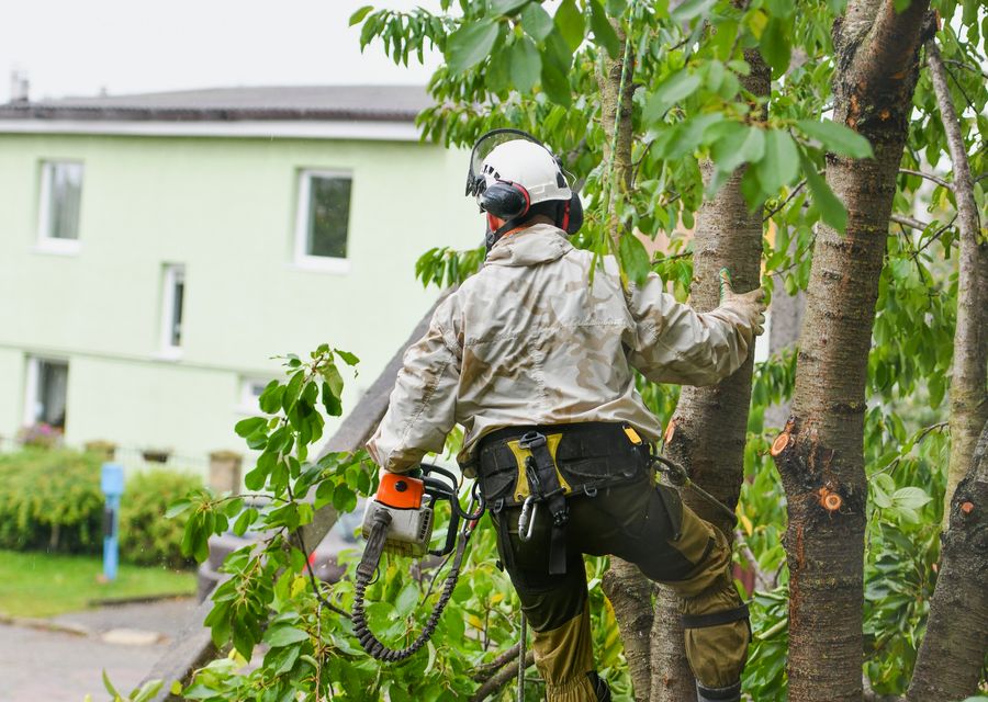 Tree trimming and pruning by Forestry Tree Service in Woodstock, GA