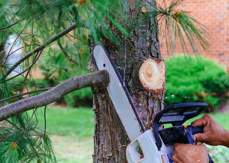 Tree trimming and pruning by Sterling Tree & Lawn Service in Lakemoor, IL