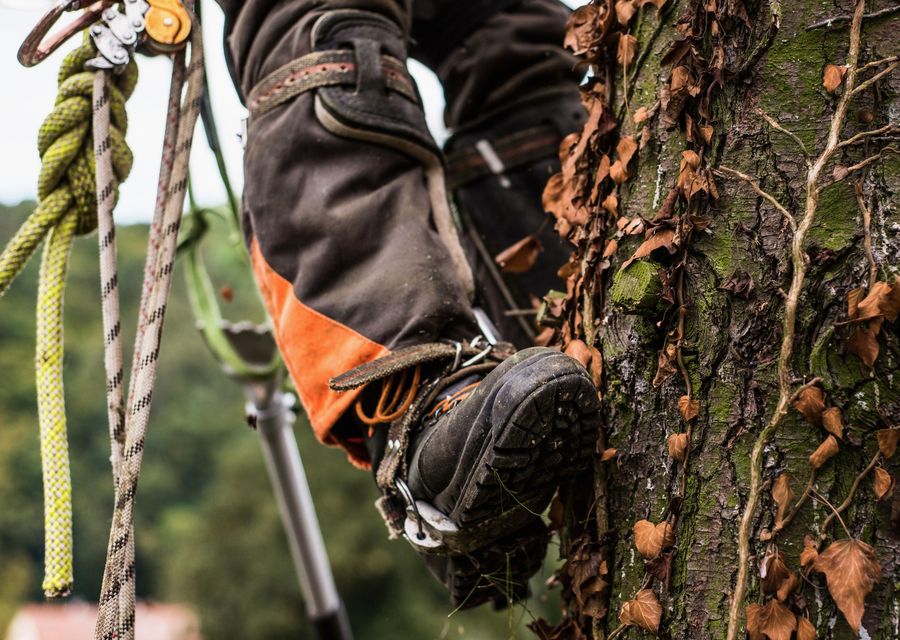 Tree trimming and pruning by American Arbor Care in Annville, PA