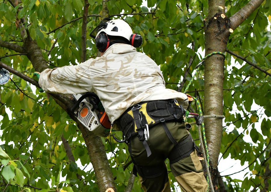 Tree trimming and pruning by Levi's Tree Service LLC in Mt Holly, NC