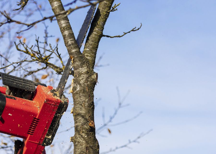 Tree trimming and pruning by MC Tree Service LLC in Weeping Water, NE