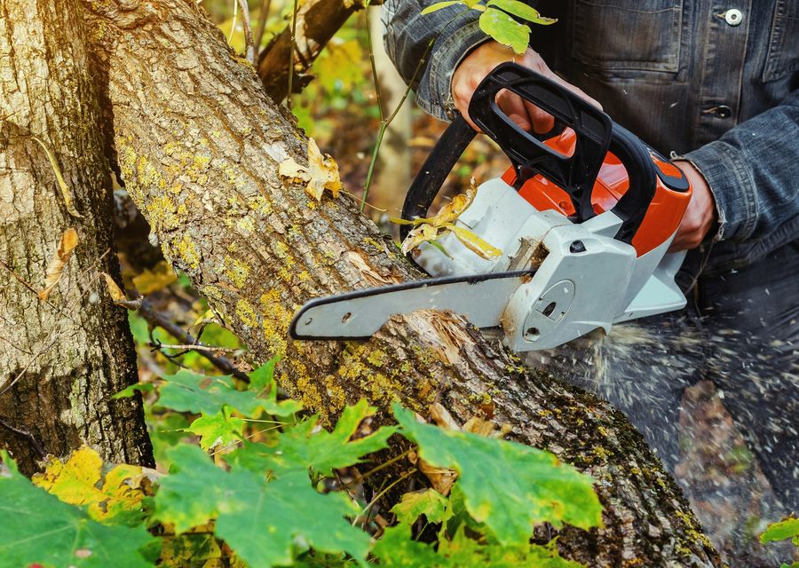 Tree trimming and pruning by Axel Tree Trimming in Cocoa, FL