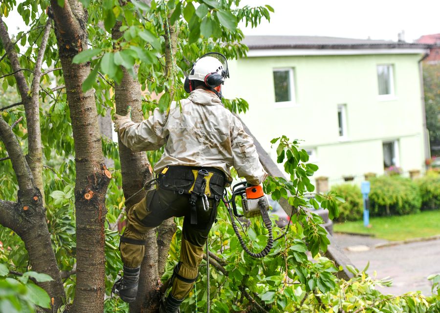 Tree trimming and pruning by Bobmar Lawn & Tree Service in Paint, PA