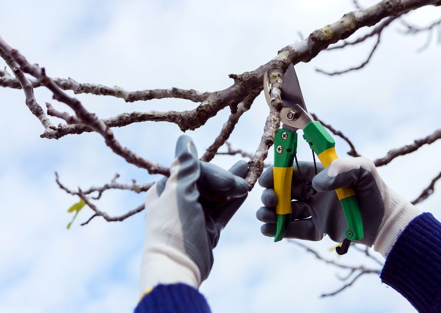 Tree trimming and pruning by Jones Tree & Plant Care in La Grange, IL