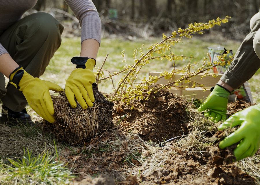 Tree trimming and pruning by Hicksville Tree Service in Tucker, GA