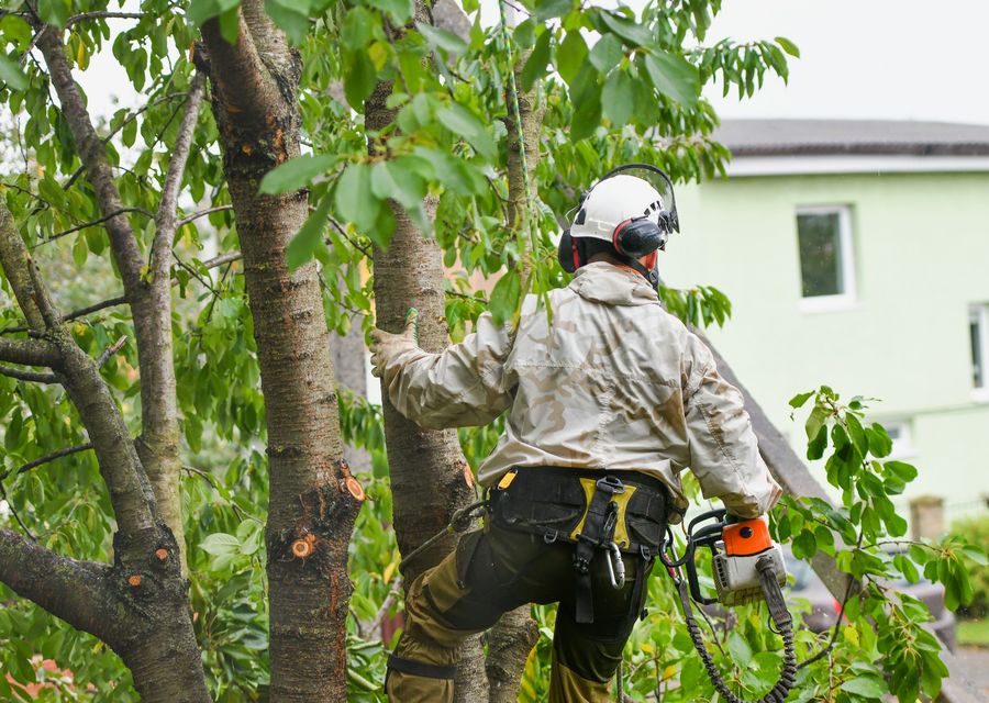 Tree trimming and pruning by Donovan Arborists in Narberth, PA