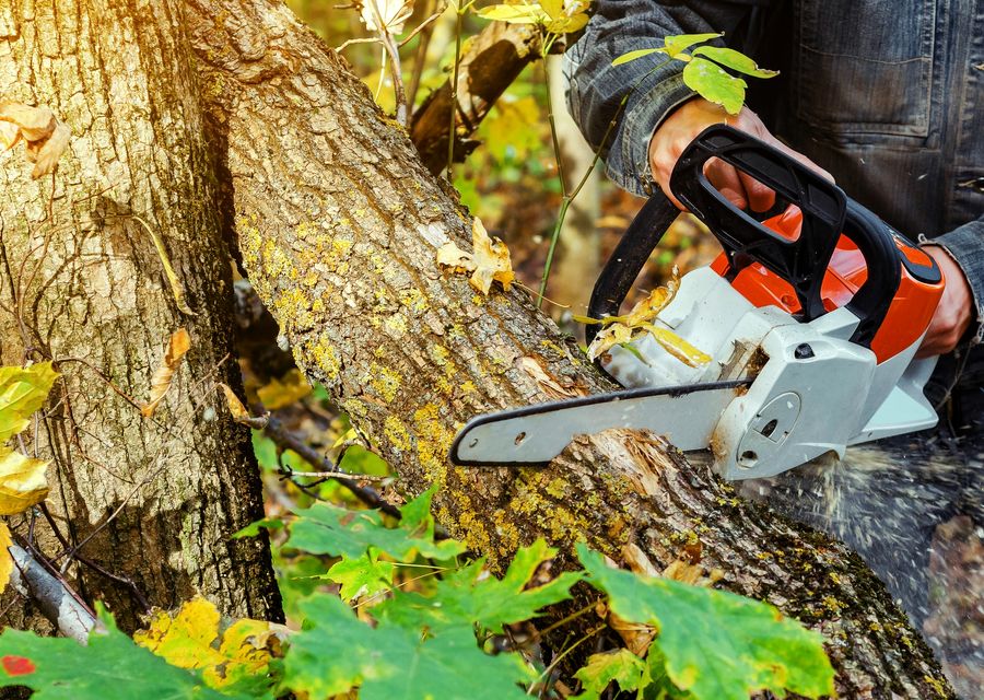 Tree trimming and pruning by Galvez Tree Service in Dallas, GA