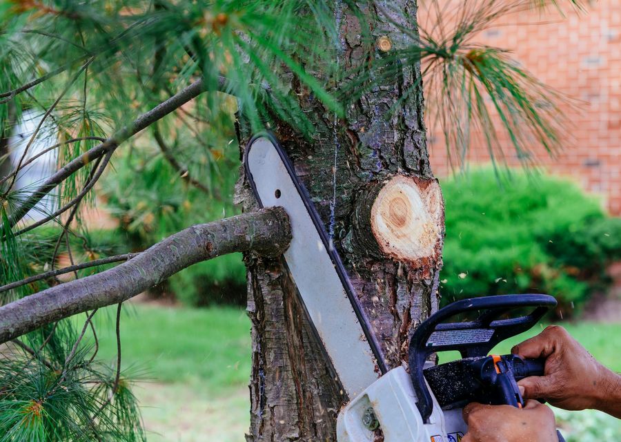 Tree trimming and pruning by EJT Tree Service LLC in Kennebunkport, ME