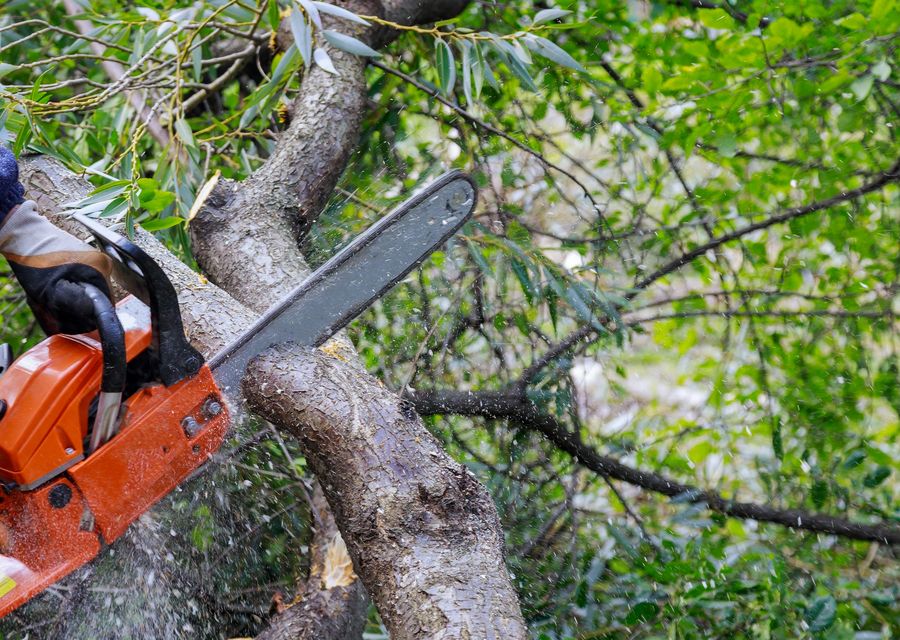 Tree trimming and pruning by Quality & Reliable Tree Service in Aurora, IL
