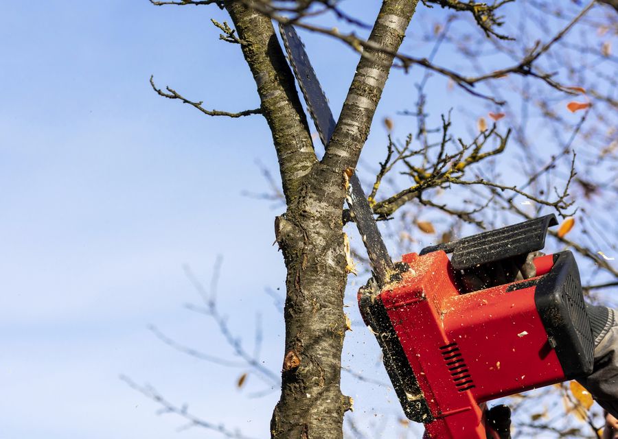 Tree trimming and pruning by Sunshine Tree Trimming in Round Rock, TX