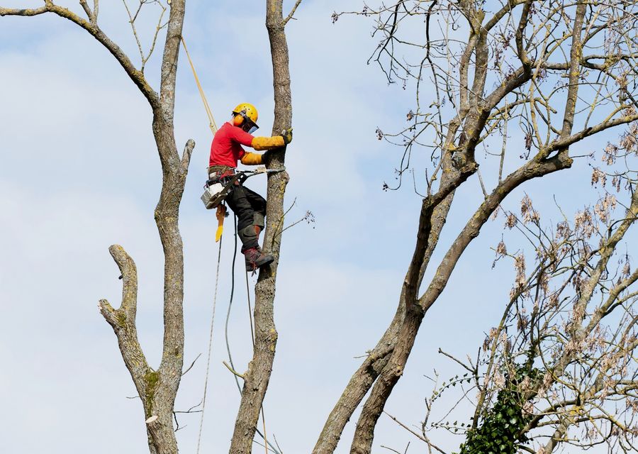 Tree trimming and pruning by Allen Tree Services in Chino Hills, CA