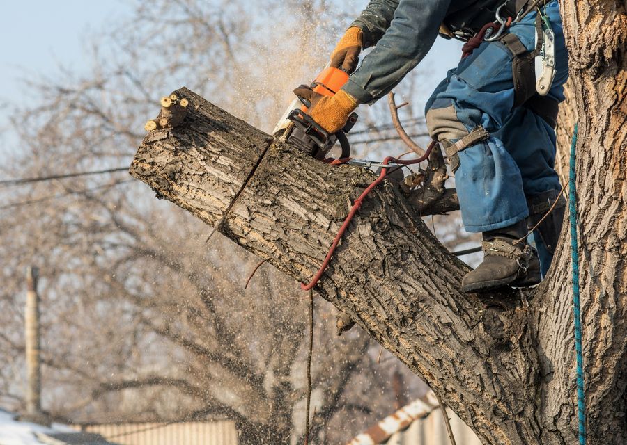 Tree trimming and pruning by T & D Tree Service in Menallen, PA