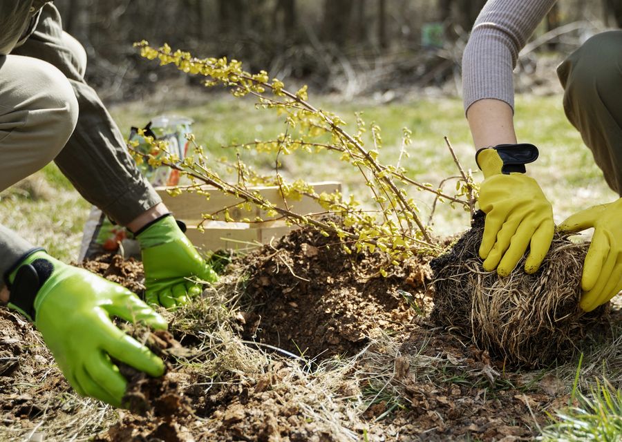 Tree trimming and pruning by Nolan Tree in Melrose Park, IL
