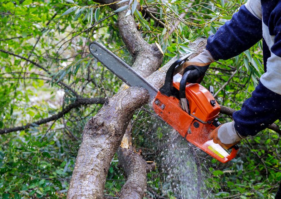 Tree trimming and pruning by Treecycle, LLC in St Johnsbury, VT