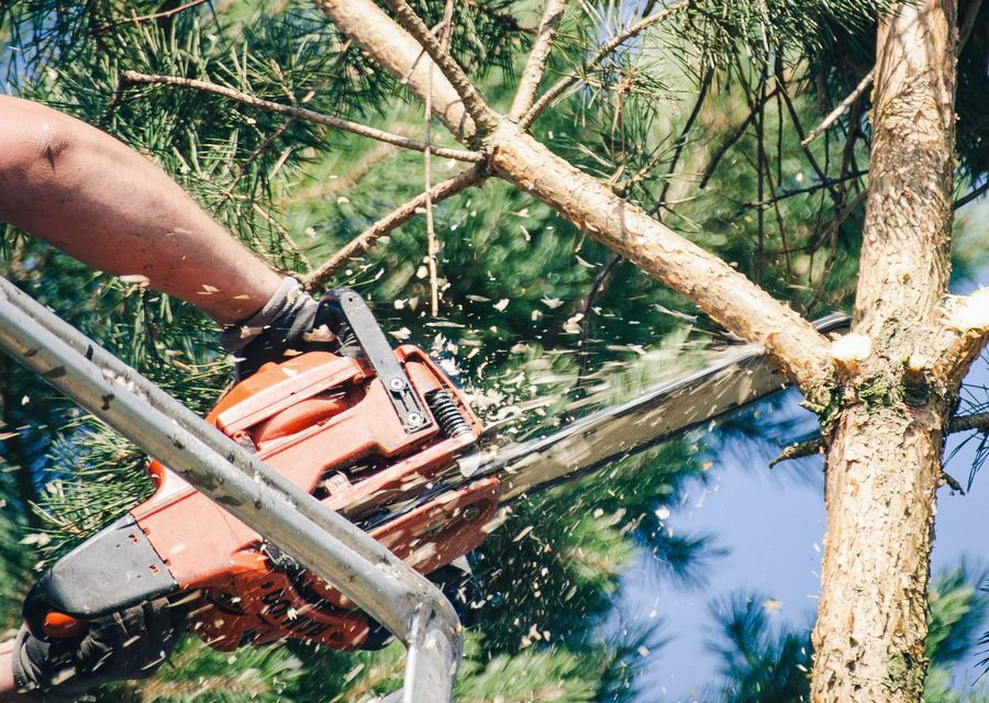 Tree trimming and pruning by Syma Tree Service, LLC in Unity, PA