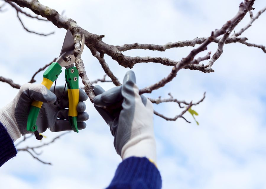 Tree trimming and pruning by Advanced Tree Care in Brookfield, IL