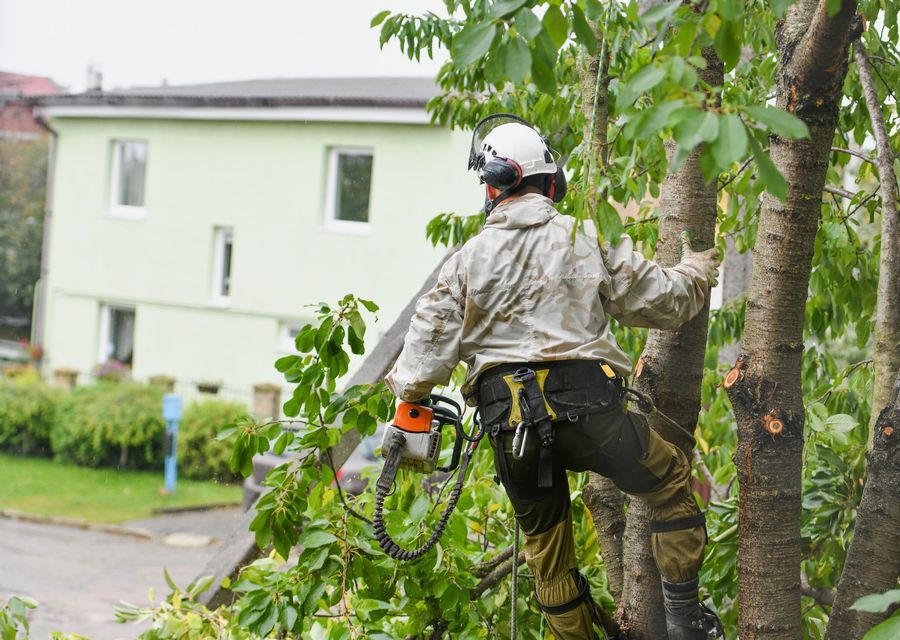 Tree trimming and pruning by ALL STARS TREE SOLUTIONS in Fullerton, CA