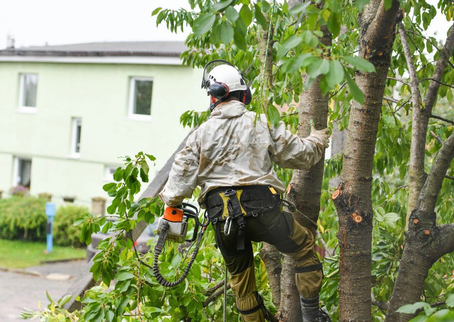 Tree trimming and pruning by Richie's Tree Service in Homer Glen, IL