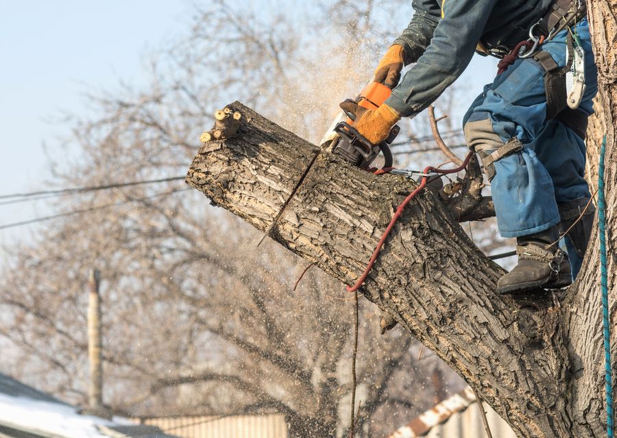 Tree trimming and pruning by HN Tree Care LLC in Gastonia, NC