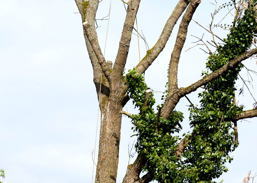 Tree trimming and pruning by Triple Tree Service in Elizabethtown, PA