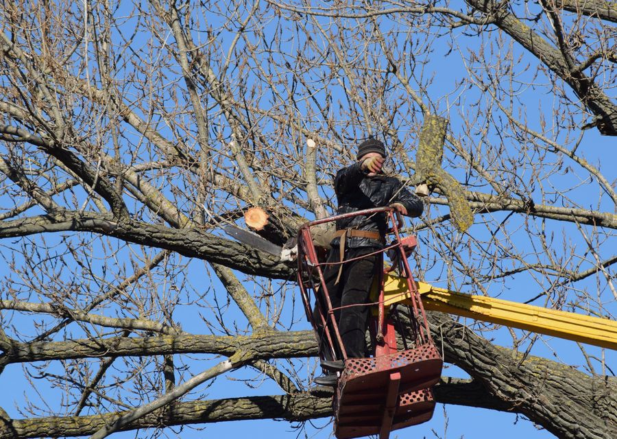 Tree trimming and pruning by Castro's Tree and Lawncare Services Corp in Deltona, FL