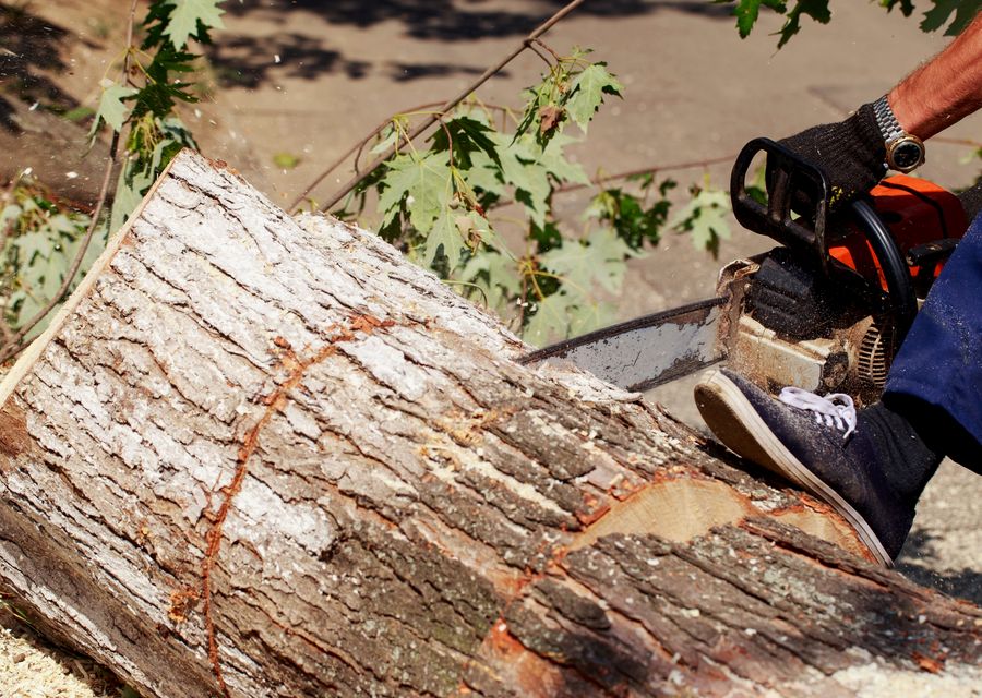 Tree trimming and pruning by Jersey Tree Services LLC in Asheville, NC