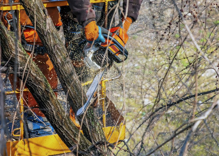 Tree trimming and pruning by Best Value Tree Service in Winter Park, FL