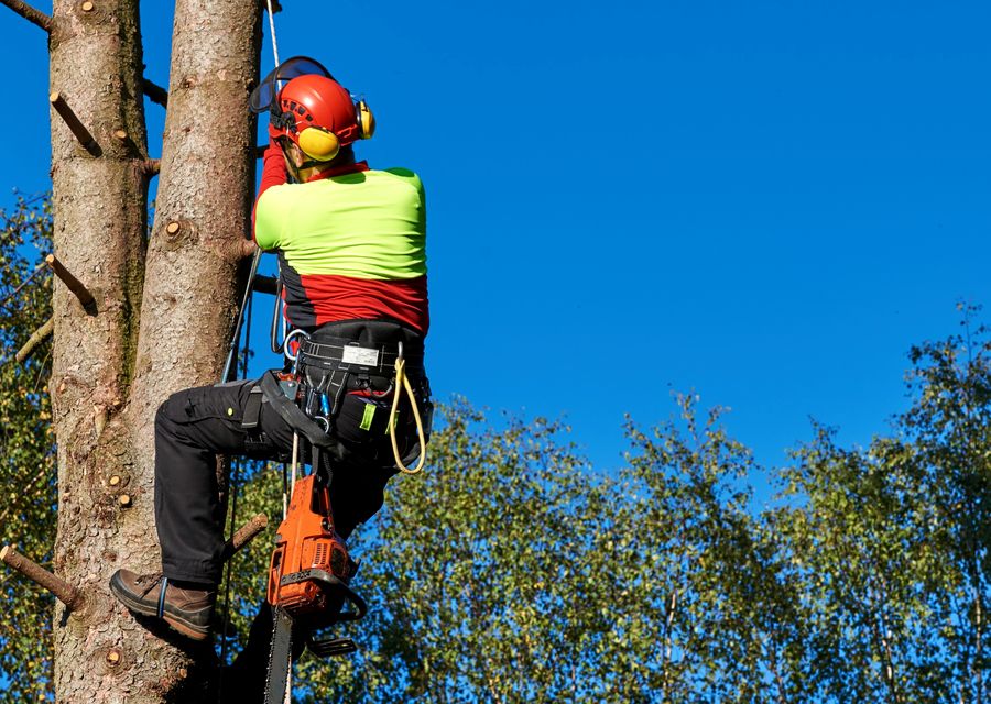Tree trimming and pruning by NE Tree and Property Service in Crete, IL