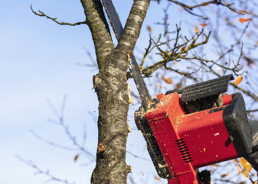 Tree trimming and pruning by Complete Landscaping in DeBary, FL