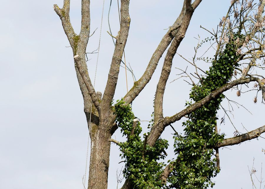 Tree trimming and pruning by Ross Tree Company in Batesburg-Leesville, SC
