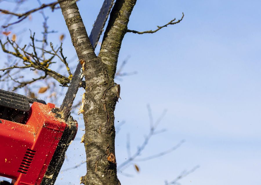 Tree trimming and pruning by DLC Landscape & Arbor in Susquehanna, PA