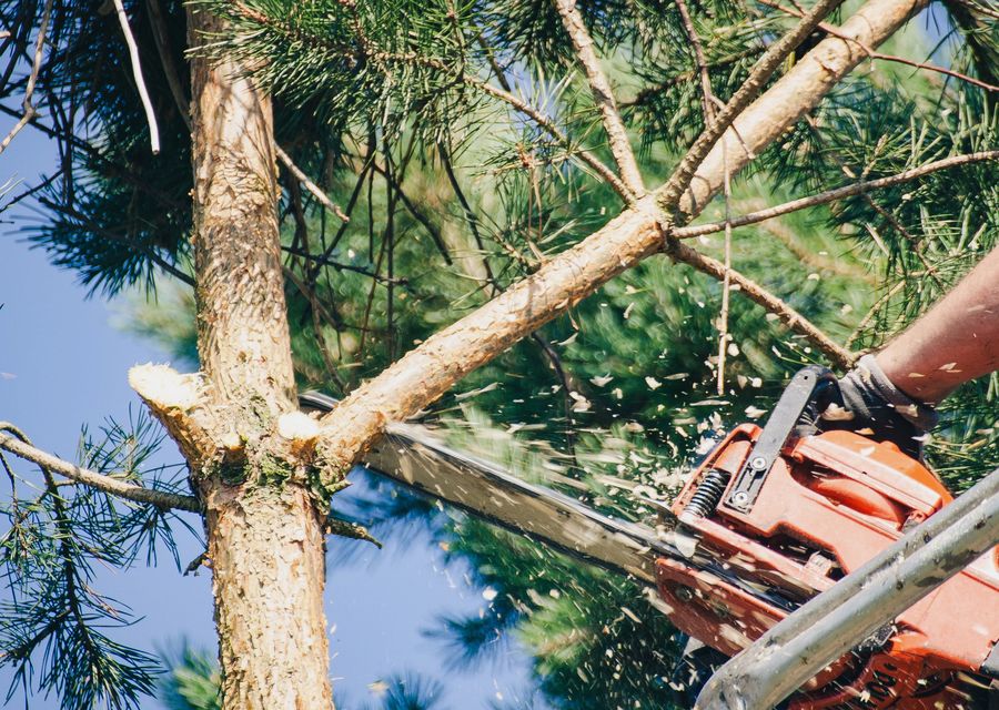Tree trimming and pruning by Big Ron's Tree Service in Pine, PA