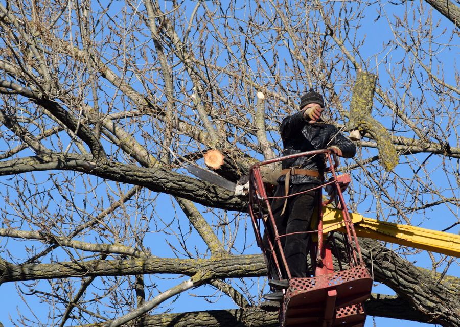 Tree trimming and pruning by Diaz Landscape & Tree Service in Schneider, IN