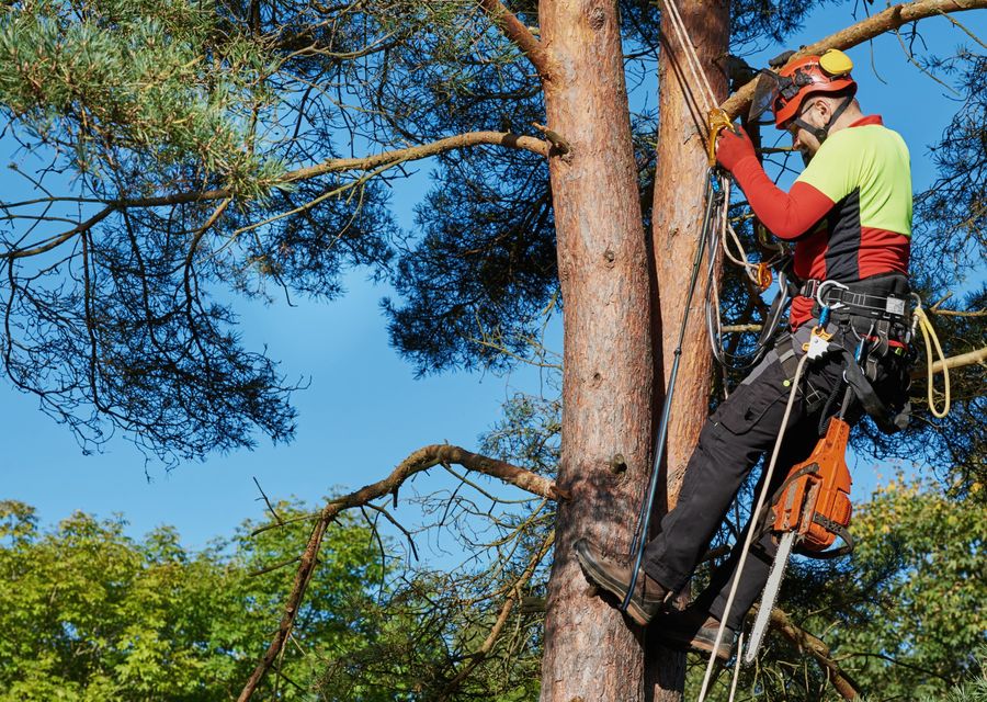 Tree trimming and pruning by Mark's Stump Removal & Tree Service, LLC in Plattsmouth, NE