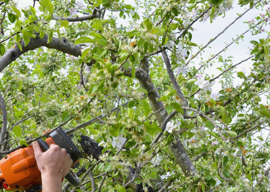 Tree trimming and pruning by Grizzly Tree Service in Etowah, NC