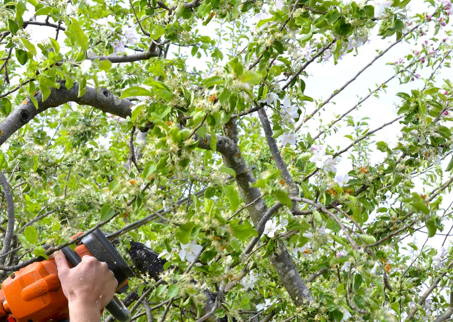 Tree trimming and pruning by Shamrock Tree Company in Crestwood, IL