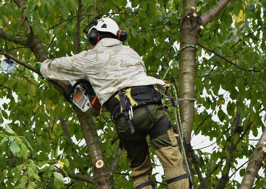 Tree trimming and pruning by Timber Wood Tree Service in Lisle, IL