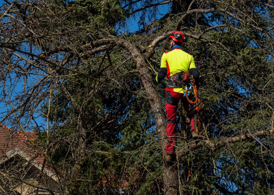 Tree trimming and pruning by Bunker Hill Tree Service in Cedar Lake, IN