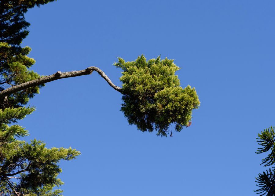 Tree trimming and pruning by IMB Tree Service, LLC in Cambria, PA