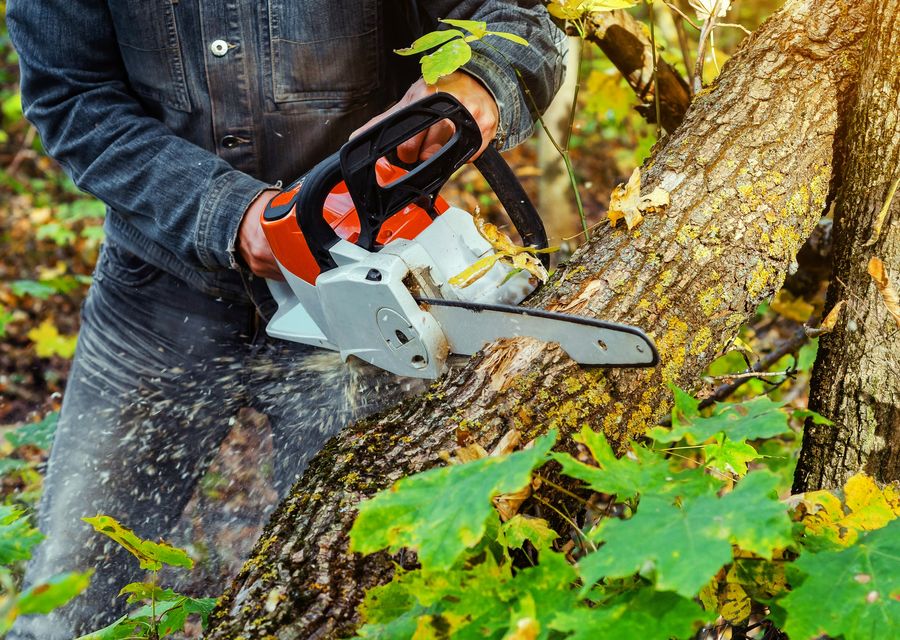 Tree trimming and pruning by RB Tree Service in Glenview, IL