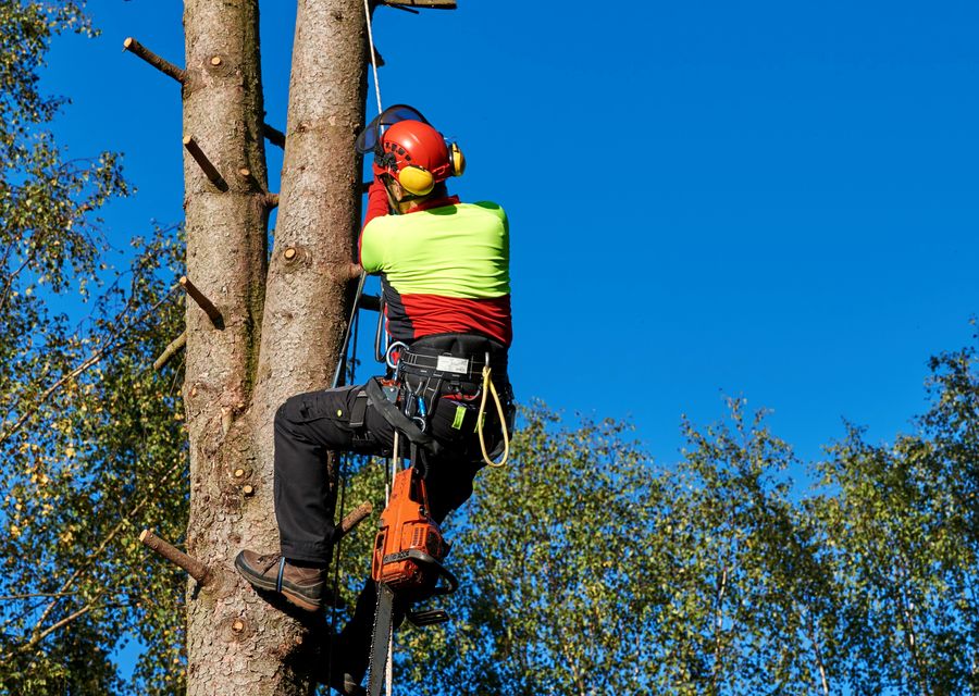 Tree trimming and pruning by GE Tree Service in Lower Salford, PA
