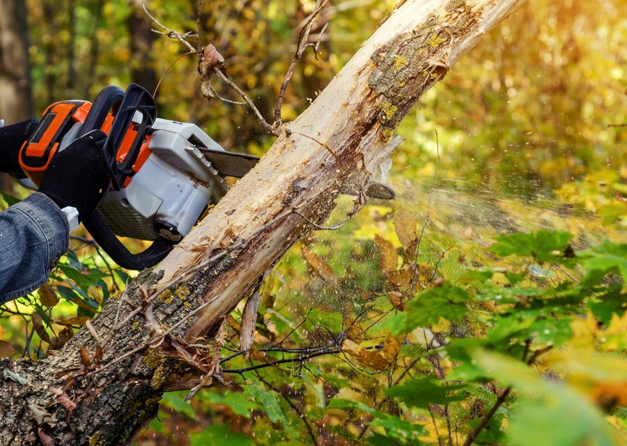 Tree trimming and pruning by Amoroso Tree Service Inc in Beecher, IL