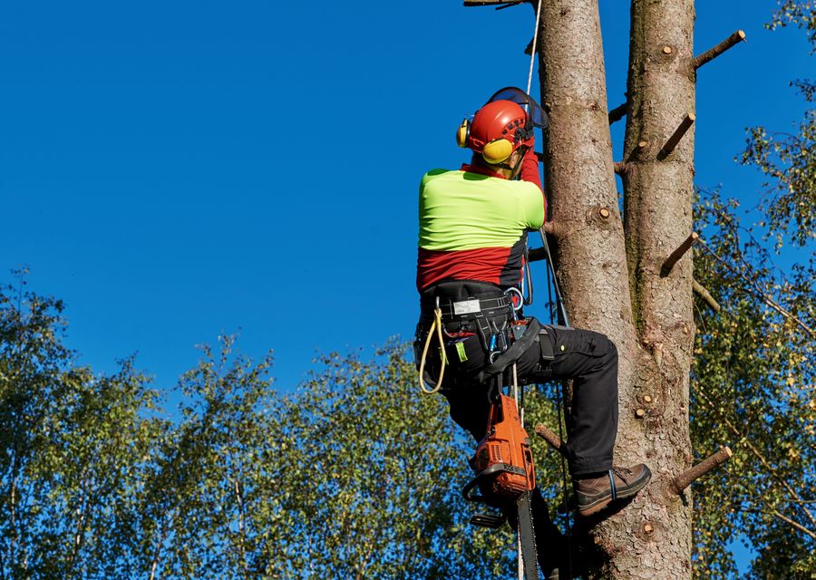 Tree trimming and pruning by Palencia Landscaping & Tree Service Inc in Lemont, IL