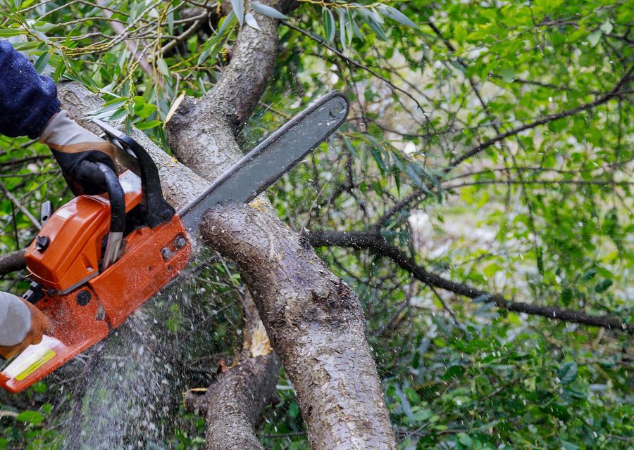 Tree trimming and pruning by AMG Lawn & Tree Services Inc in Villa Park, CA