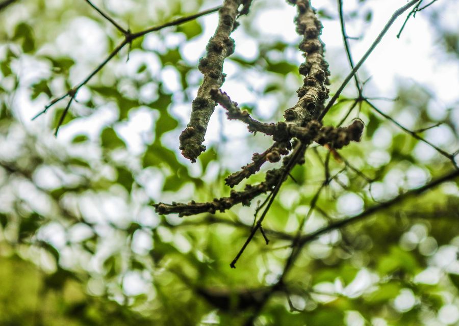 Tree trimming and pruning by Tree Removal in Berkeley, IL