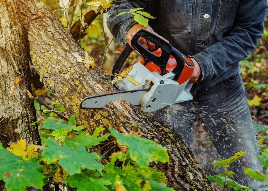 Tree trimming and pruning by Colorado Land & Tree LLC in Upper Dublin, PA
