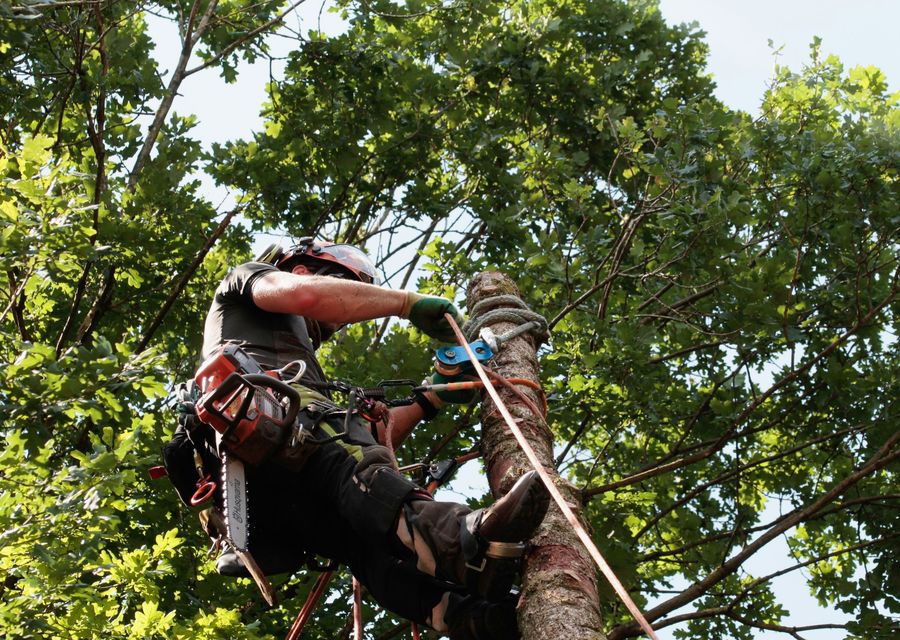 Tree trimming and pruning by Majestic Tree Service in Clymer, PA