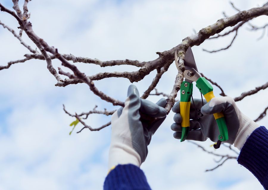 Tree trimming and pruning by Specialized Tree Care in Pelion, SC